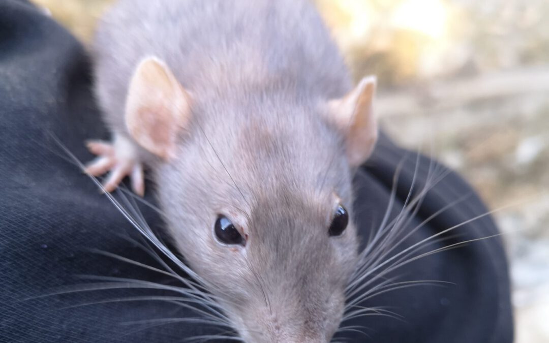 ¿Es posible una biomedicina sin experimentación animal?