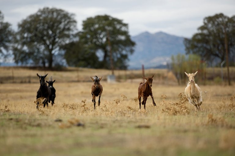 Aire, Albertito, Pepe, Margarita y Lluvia. Cinco cabras residentes en Santuario Vegan. Fotografía: Tras los Muros
