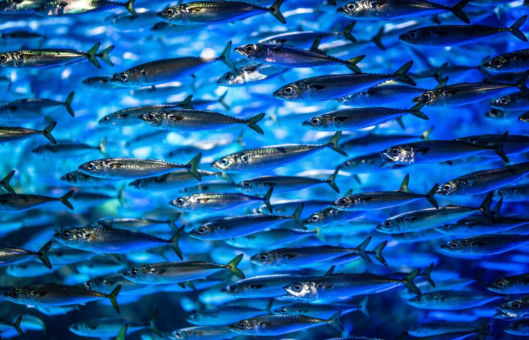 Sintiencia en peces: de los datos a los deberes