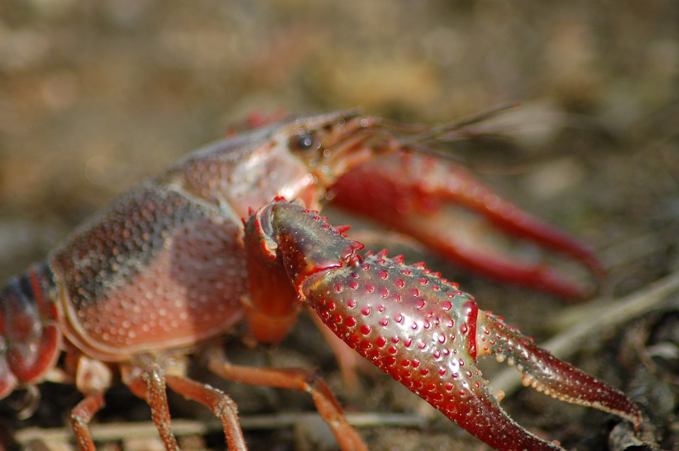 La vida social de un crustáceo: acoso y estrés en el cangrejo rojo