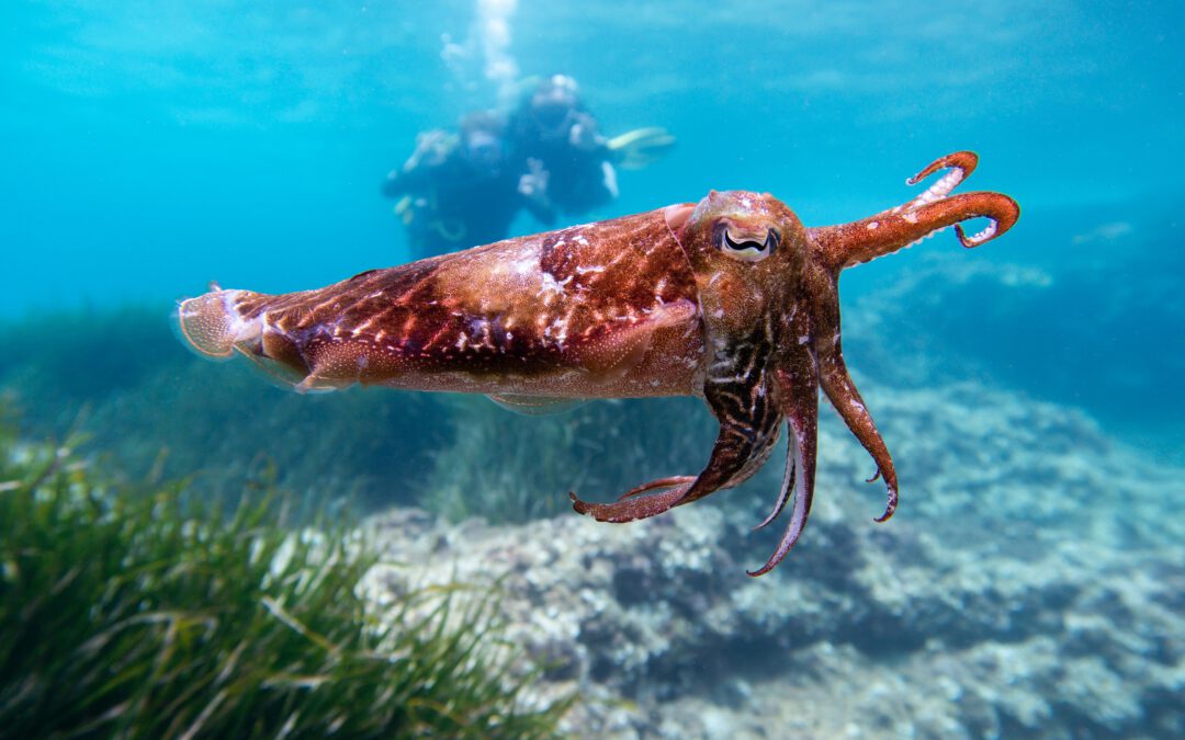 Revisión de la Evidencia de Sintiencia en Moluscos Cefalópodos y Crustáceos Decápodos
