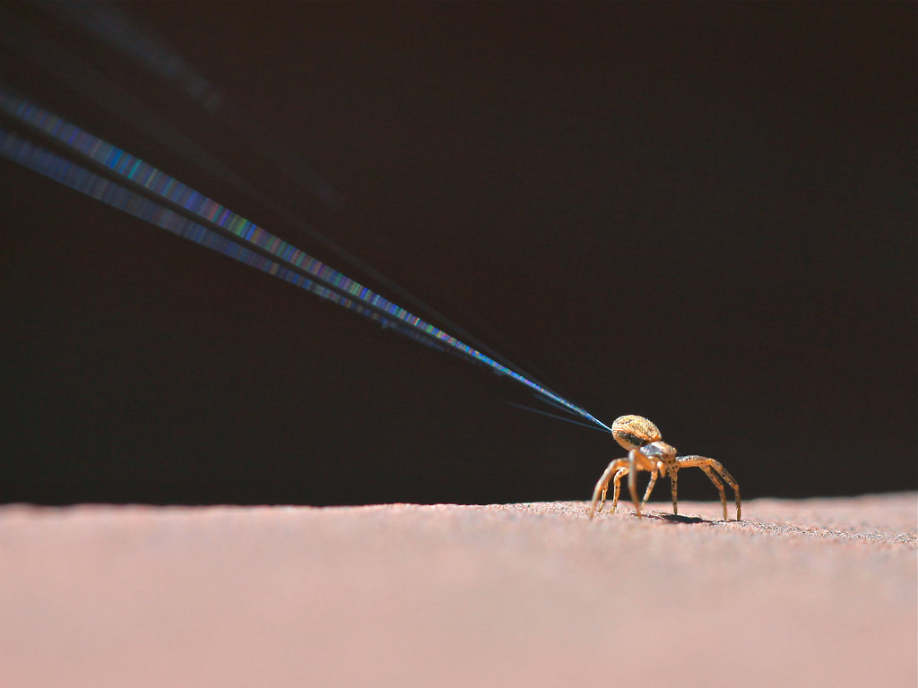 Al detectar el campo eléctrico adecuado, las arañas adoptan una posición específica para tejer su hilo y empezar el “ballooning”. Crédito: Jeff Mitton